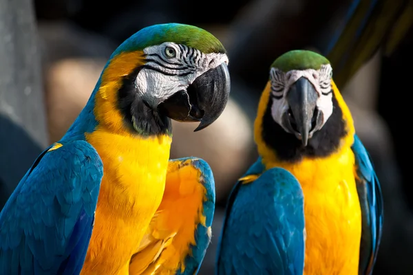 Macaw colorat — Fotografie, imagine de stoc