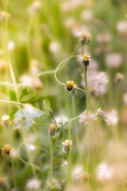 bir alandaki küçük çiçekler