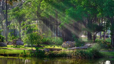 Banyan ağaçları bir parkta