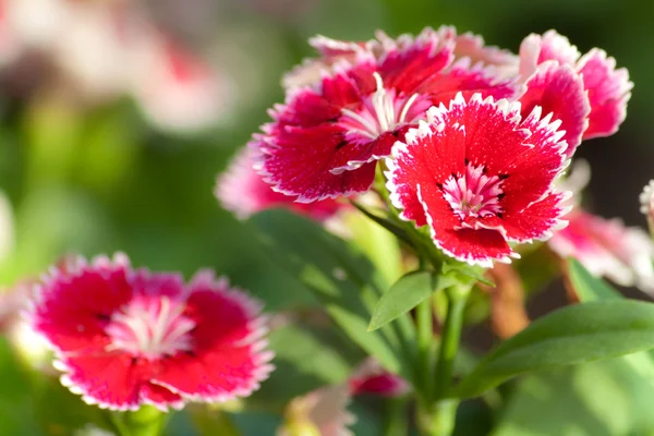 Dianthus — Stockfoto