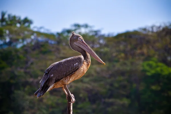 Pelican — Stock Photo, Image