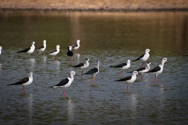 Crowded birds — Stock Photo, Image
