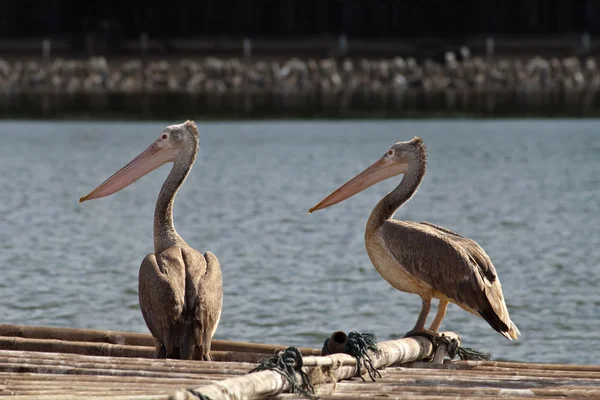 Pelican — Stock Photo, Image