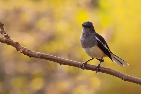 Magpie robin — Stock Photo, Image