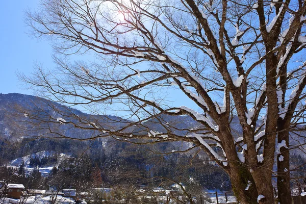 Sakura w zimie shirakawago — Zdjęcie stockowe