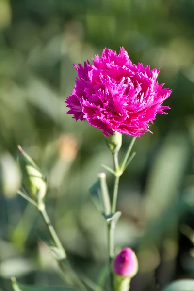 Pink Carnation — Stock fotografie