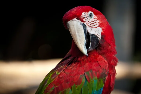 Macaw roșu — Fotografie, imagine de stoc
