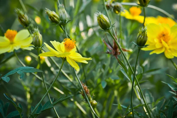 Gelbes Gänseblümchen — Stockfoto