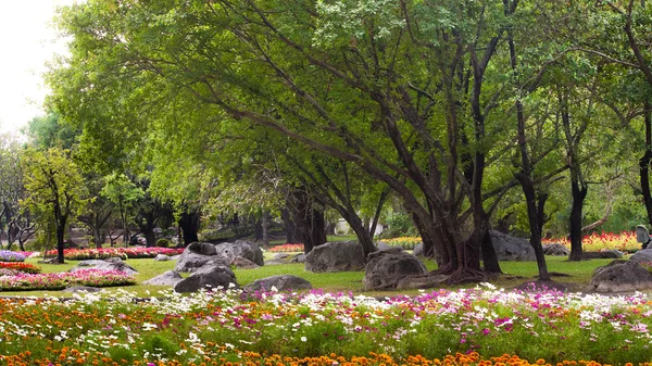 Trær og blomster – stockfoto