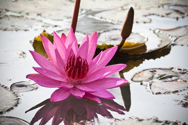 Water lily — Stock Photo, Image