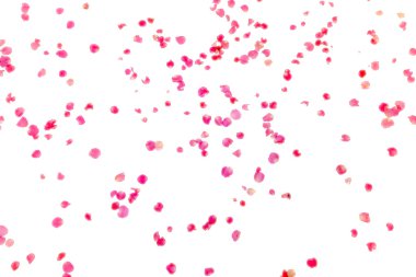 gül yaprakları dağınık