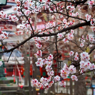 Sakura kiraz çiçeği