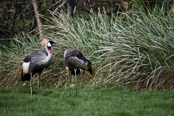 Grue couronnée africaine — Photo