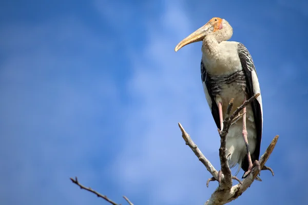 Grúa en una rama de árbol —  Fotos de Stock