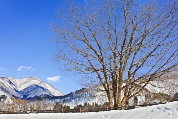 Cherry Blossom - Sakura albero in inverno a Shirakawago — Foto Stock