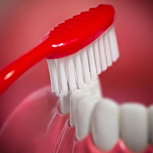 Closeup de uma escova de dentes com dentes humanos e gengivas modelo — Fotografia de Stock