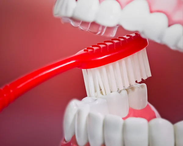 Primer plano de un cepillo de dientes con dientes humanos y modelo de encías —  Fotos de Stock