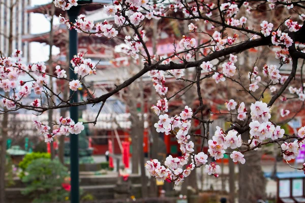 Flor de cereja Sakura — Fotografia de Stock
