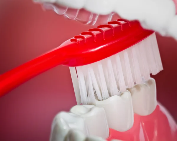 Close up de uma escova de dentes com dentes e gengiva modelo — Fotografia de Stock