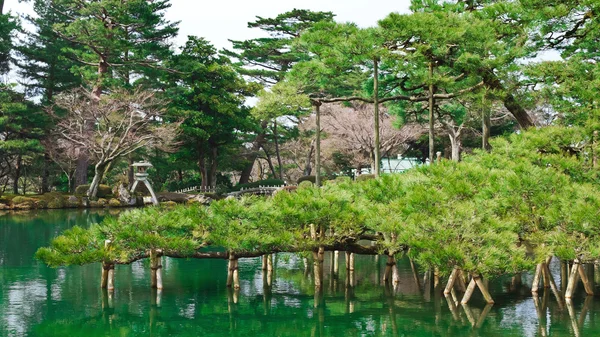 Karasaki matsu op kenrokuen in kanazawa — Stockfoto