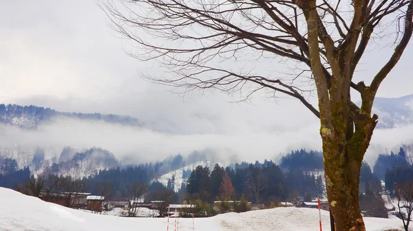 Třešňový květ - strom sakura v shirakawago — Stock fotografie