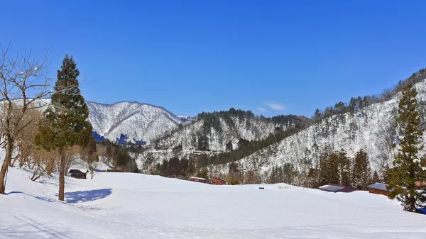 Madera de pino en un paisaje de nieve — Foto de Stock