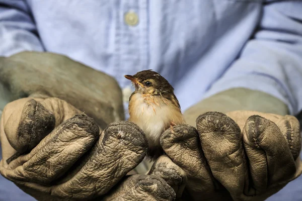 Sparrow on the old gloves of a worker — Stock Photo, Image