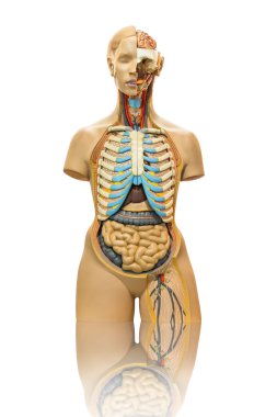 beyaz izole erkek anatomisi modeli