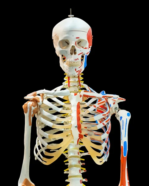 Изолированная верхняя половина человеческого скелета на белом — стоковое фото