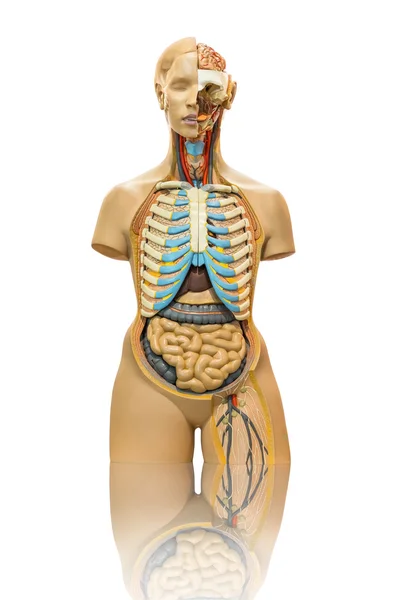Изолированная модель мужской анатомии на белом — стоковое фото