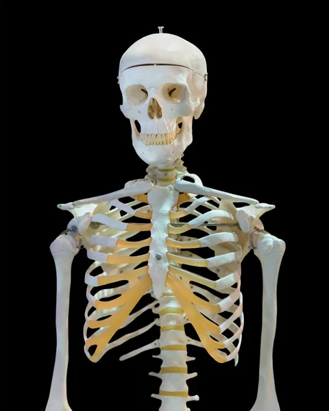 Isolated upper half of human skeleton — Stock Photo, Image