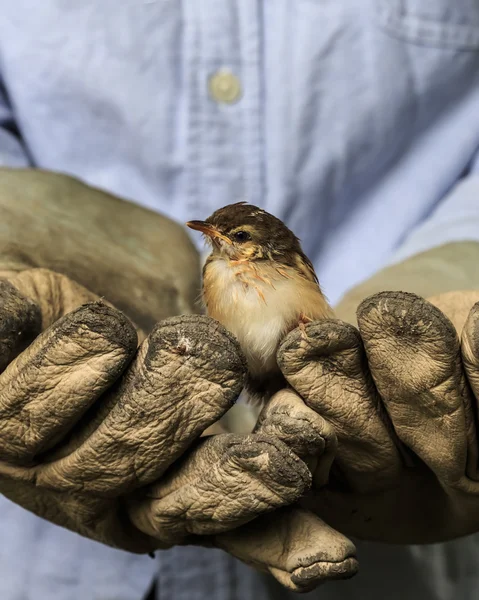 Sparrow on the old gloves of a worker — Stock Photo, Image