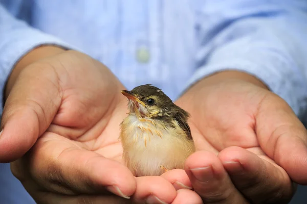 Little sparrow on the palm of human hands — Stock Photo, Image