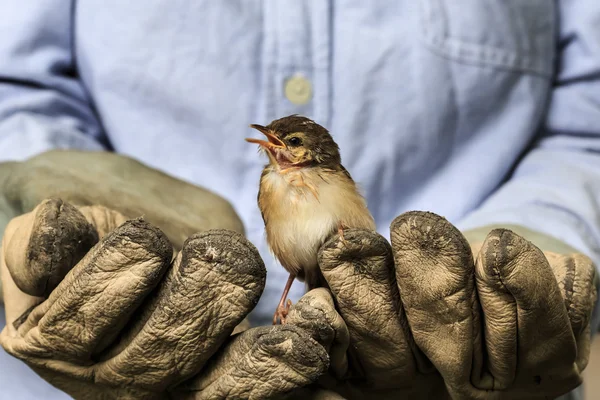 Sparrow on the old gloves of a worker — Stock Photo, Image