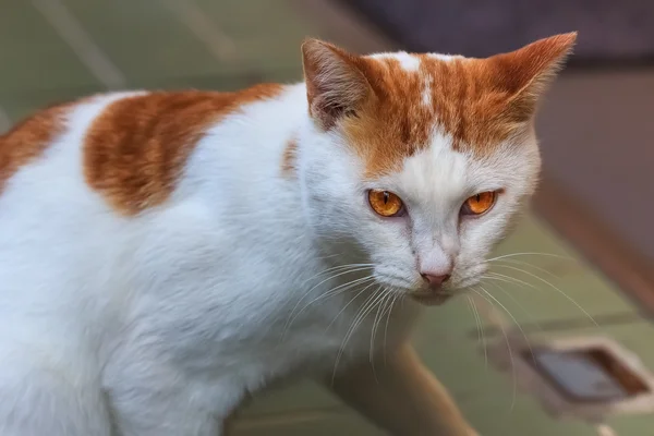 Gatto di strada giapponese a Nagasaki — Foto Stock