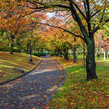 Autumn Laves at Hiroshima Central Park in Japan clipart