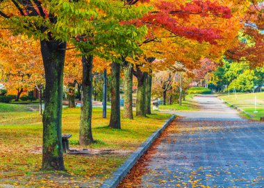Japonya'da Hiroşima central Park sonbahar laves