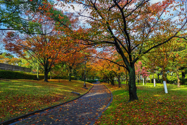 Autumn Laves at Hiroshima Central Park in Japan