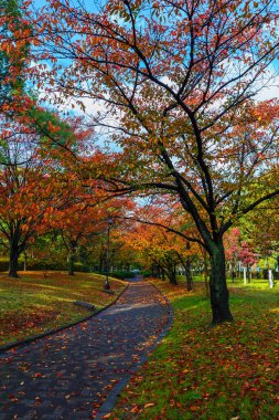 Japonya'da Hiroşima central Park sonbahar laves