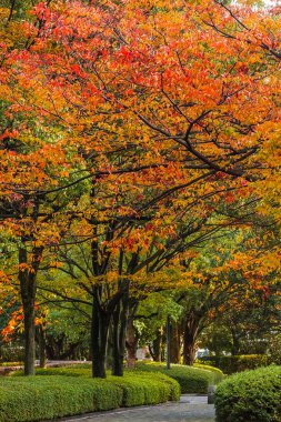 Japonya'da Hiroşima central Park sonbahar laves