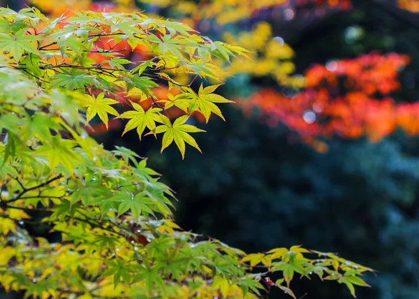 Groene esdoorn bladeren in de herfst in hiroshima central park — Stockfoto