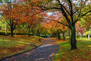 Autumn Laves at Hiroshima Central Park in Japan clipart