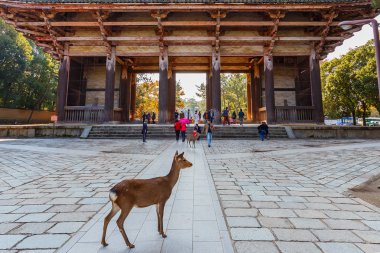 nara todaiji tapınağında nandaimon kapısı