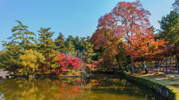 Autumn Laves dans un jardin devant le temple Todaiji à Nara — Photo