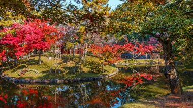 sonbahar nara todaiji Tapınağı önünde bir bahçe laves.