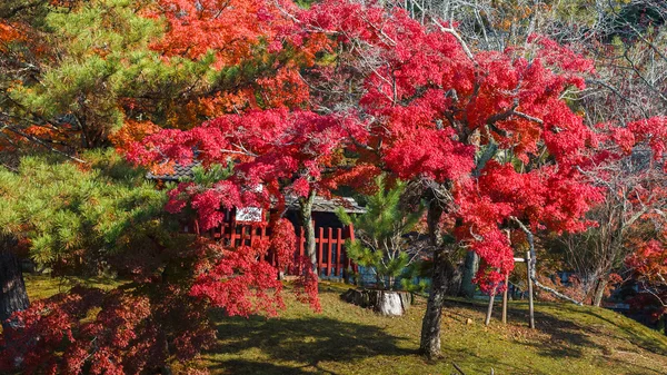 Herbstlaven in einem Garten vor dem Todaiji-Tempel in Nara — Stockfoto
