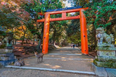 Torii nara içinde tamukeyama hachimangu