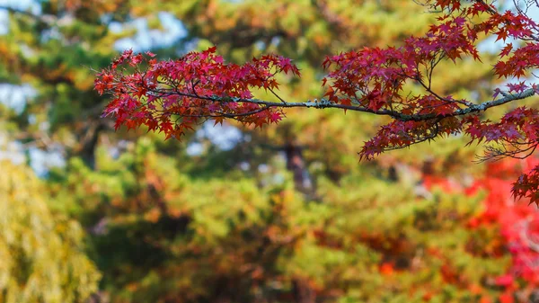 Roter Ahorn blättert im Herbst im Todaiji-Tempel in Nara — Stockfoto