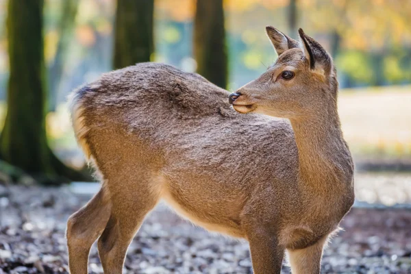 Cervos Sika em Tamukeyama Hachimangu Santuário em Nara — Fotografia de Stock