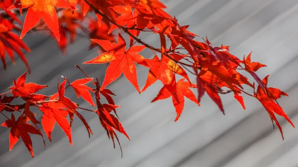 Rode esdoorn bladeren in de herfst in nara park — Stockfoto